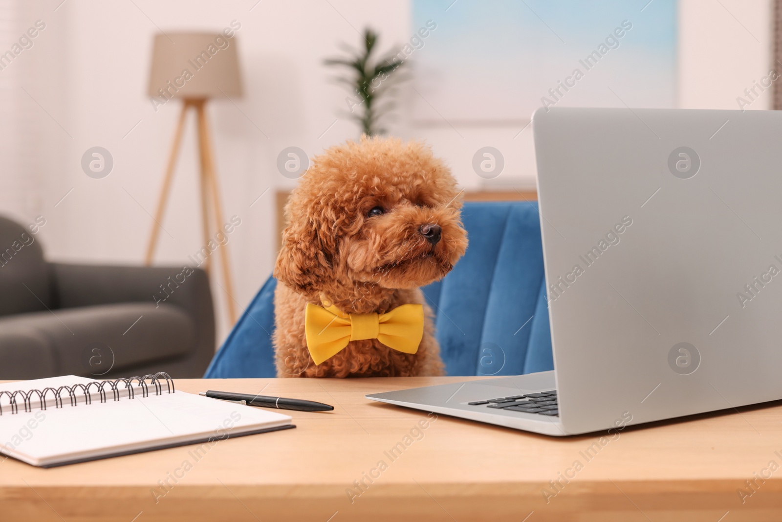 Photo of Cute Maltipoo dog wearing yellow bow tie at desk with laptop and notebook in room. Lovely pet