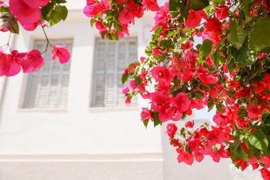 Tree branch with beautiful pink flowers near building outdoors, closeup. Space for text