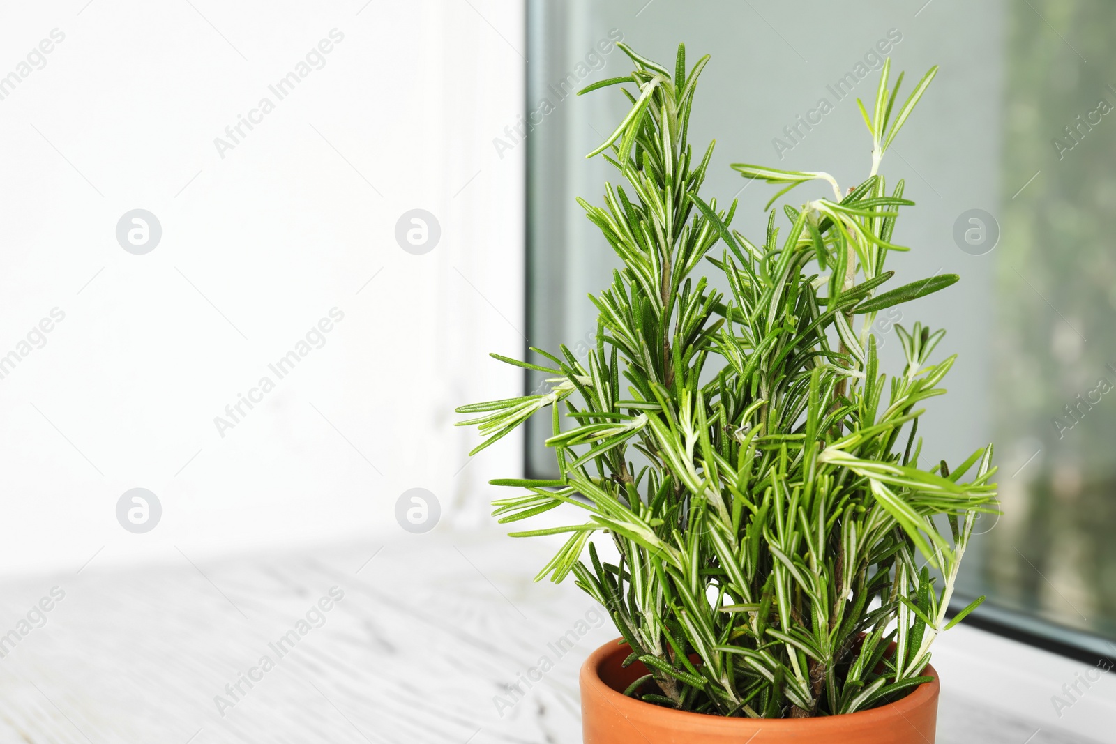 Photo of Pot with aromatic rosemary near window indoors, space for text