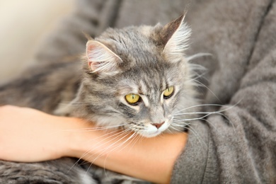 Photo of Woman with adorable Maine Coon cat, closeup. Home pet