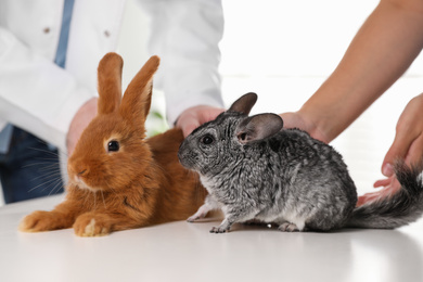 Photo of Professional veterinarians examining bunny and chinchilla in clinic, closeup