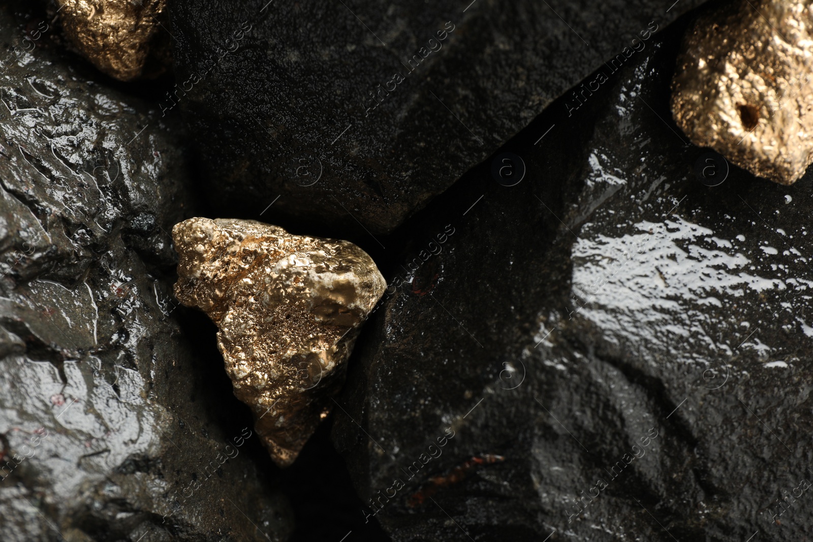 Photo of Shiny gold nuggets on wet stones, flat lay