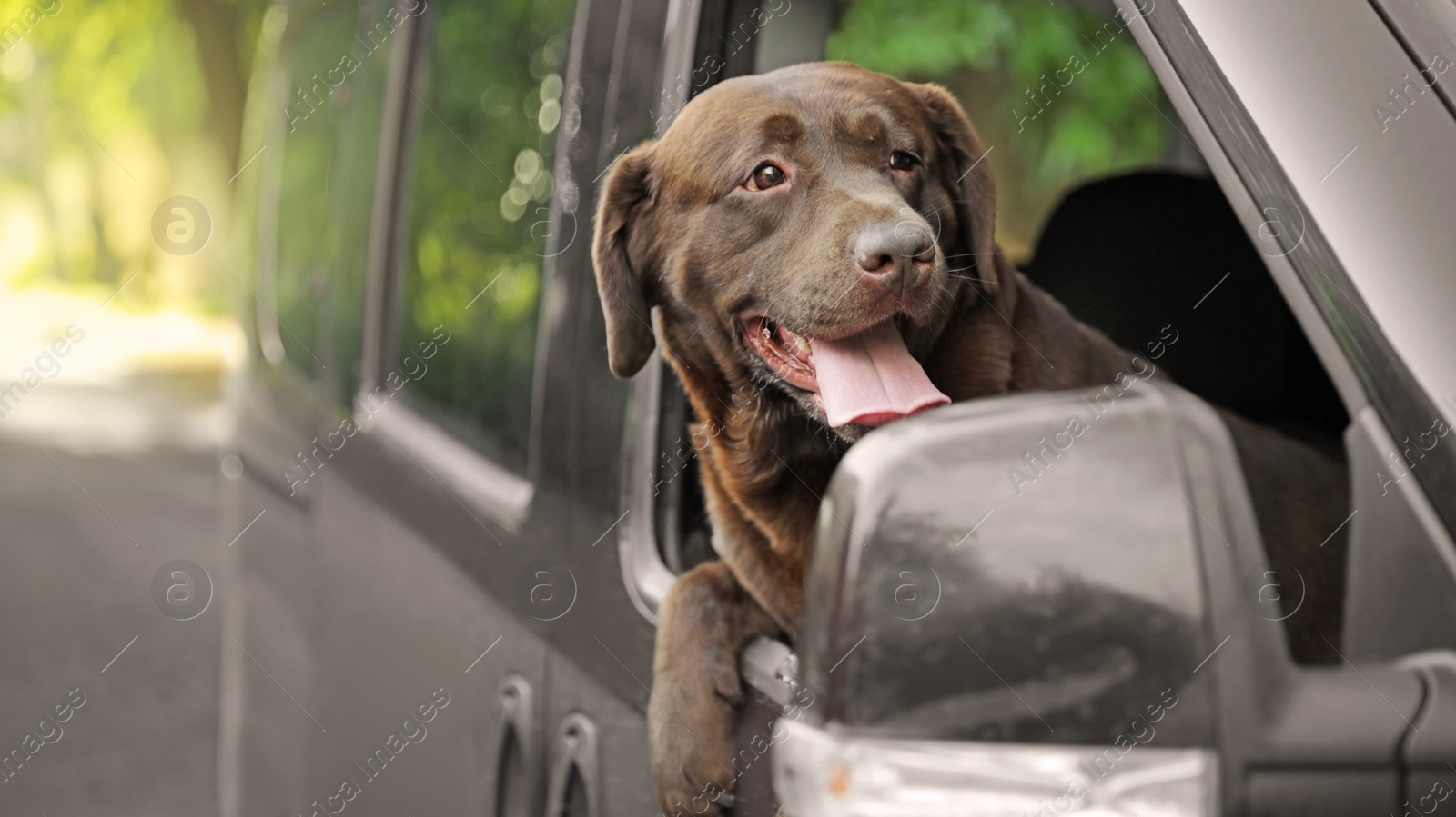 Photo of Funny Chocolate Labrador Retriever dog leaning out of car window