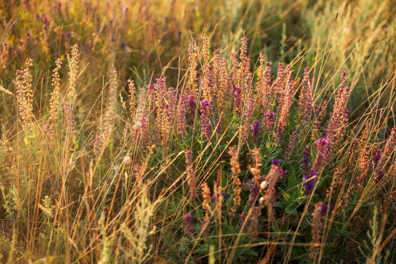 Photo of Beautiful field with wild flowers in morning