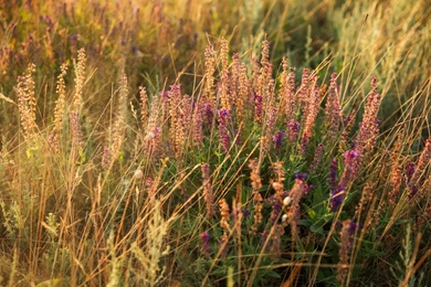 Beautiful field with wild flowers in morning