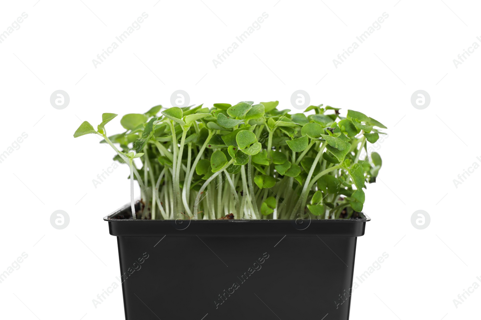 Photo of Fresh organic microgreen in pot on white background