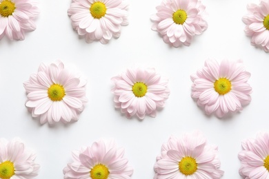 Beautiful chamomile flowers on white background, flat lay