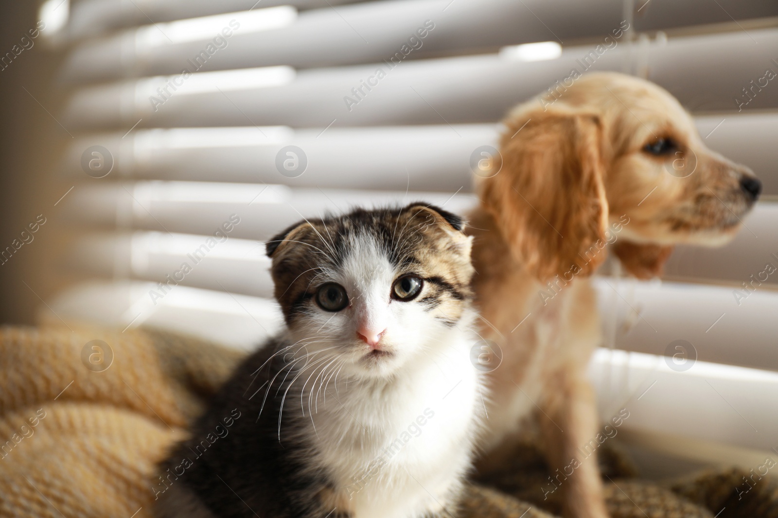 Photo of Adorable little kitten and puppy on blanket near window indoors