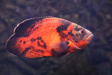 Photo of Bright oscar fish swimming in clear aquarium, closeup