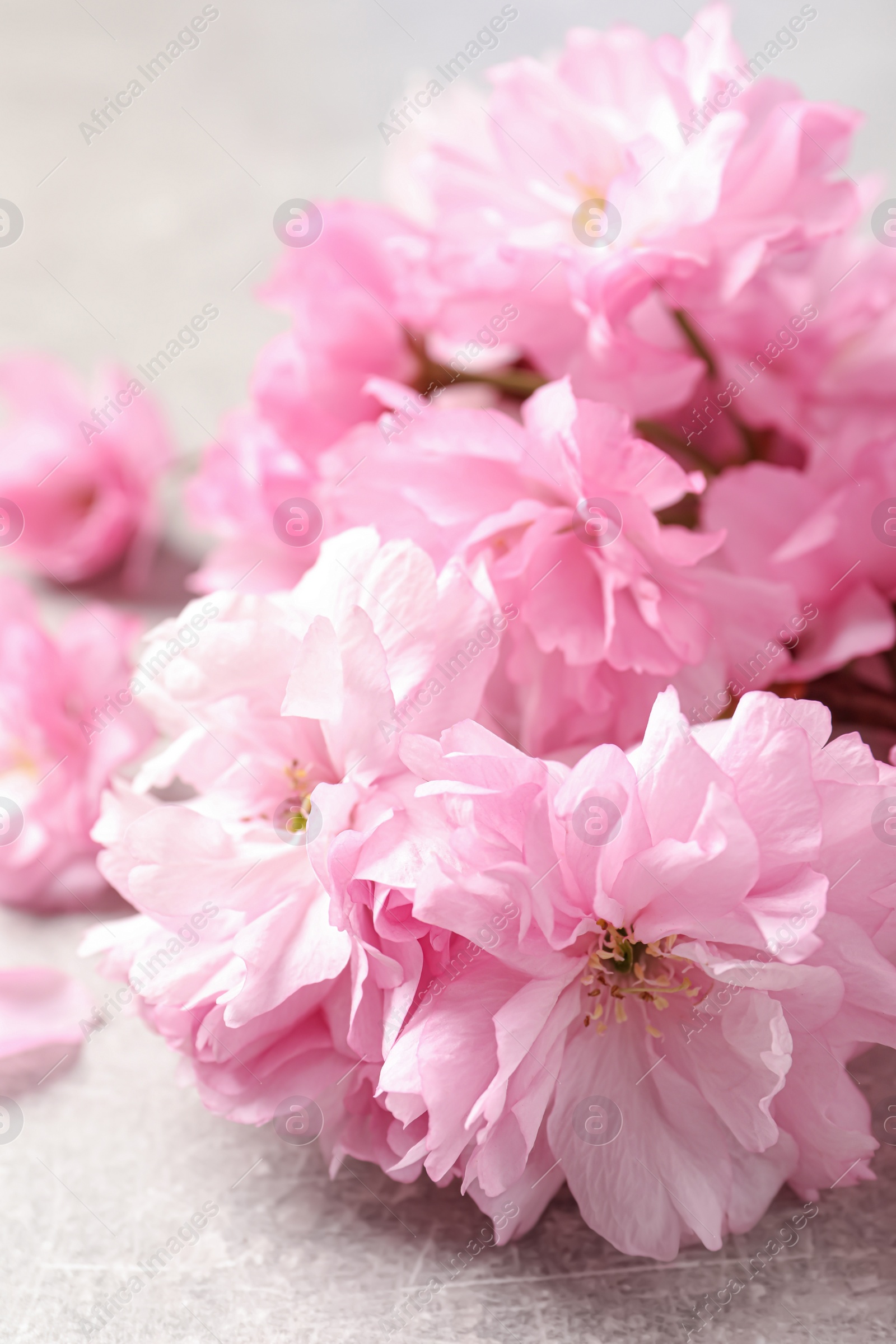 Photo of Beautiful sakura tree blossoms on grey stone table, closeup