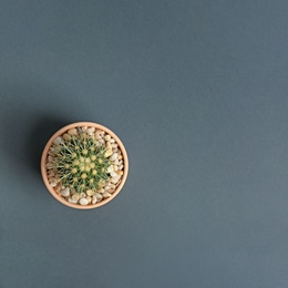 Beautiful cactus on dark background, top view