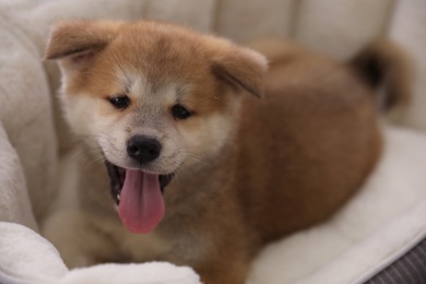 Photo of Adorable Akita Inu puppy in dog bed, closeup