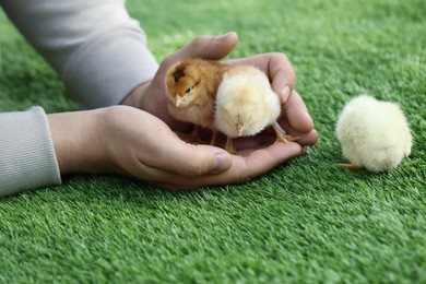 Photo of Man with cute chicks on green grass outdoors, closeup. Baby animals