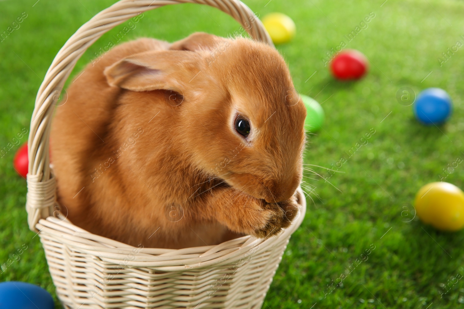 Photo of Cute bunny and Easter eggs on green grass