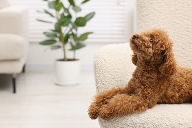 Photo of Cute Maltipoo dog resting on armchair at home, space for text. Lovely pet