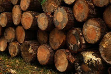 Photo of Pile of different cut firewood on grass outdoors