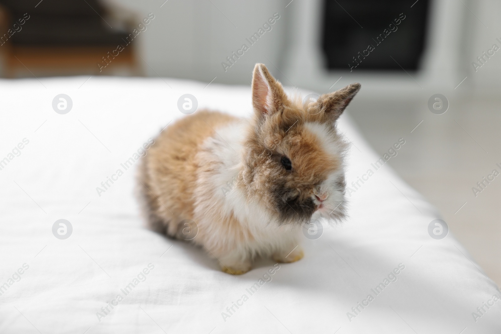 Photo of Cute fluffy pet rabbit on bed indoors