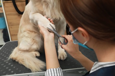 Photo of Professional groomer cutting fur of cute dog with scissors in pet beauty salon, closeup
