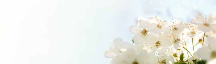 Image of Beautiful cherry tree on sunny day. Amazing spring blossom