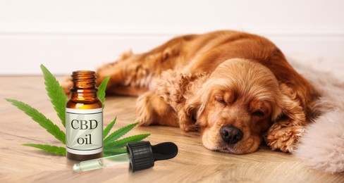 Image of Bottle of CBD oil and cute dog sleeping on floor indoors 