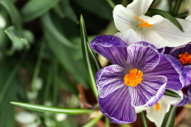 Photo of Beautiful spring crocuses growing in garden, closeup. Space for text