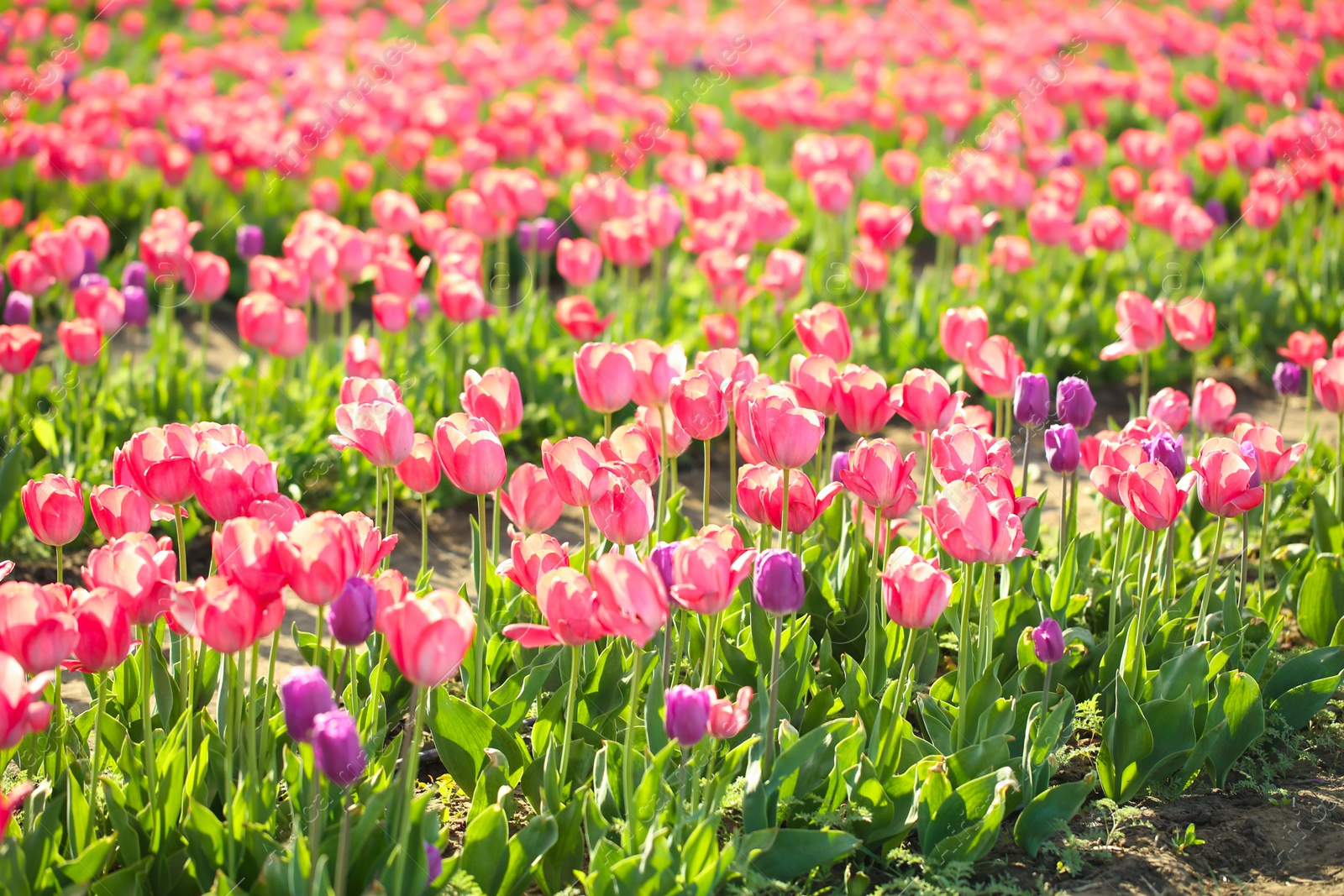 Photo of Picturesque view of field with blossoming tulips on sunny spring day