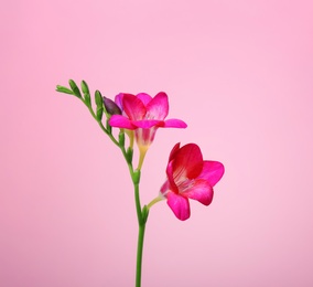 Beautiful freesia flower on color background