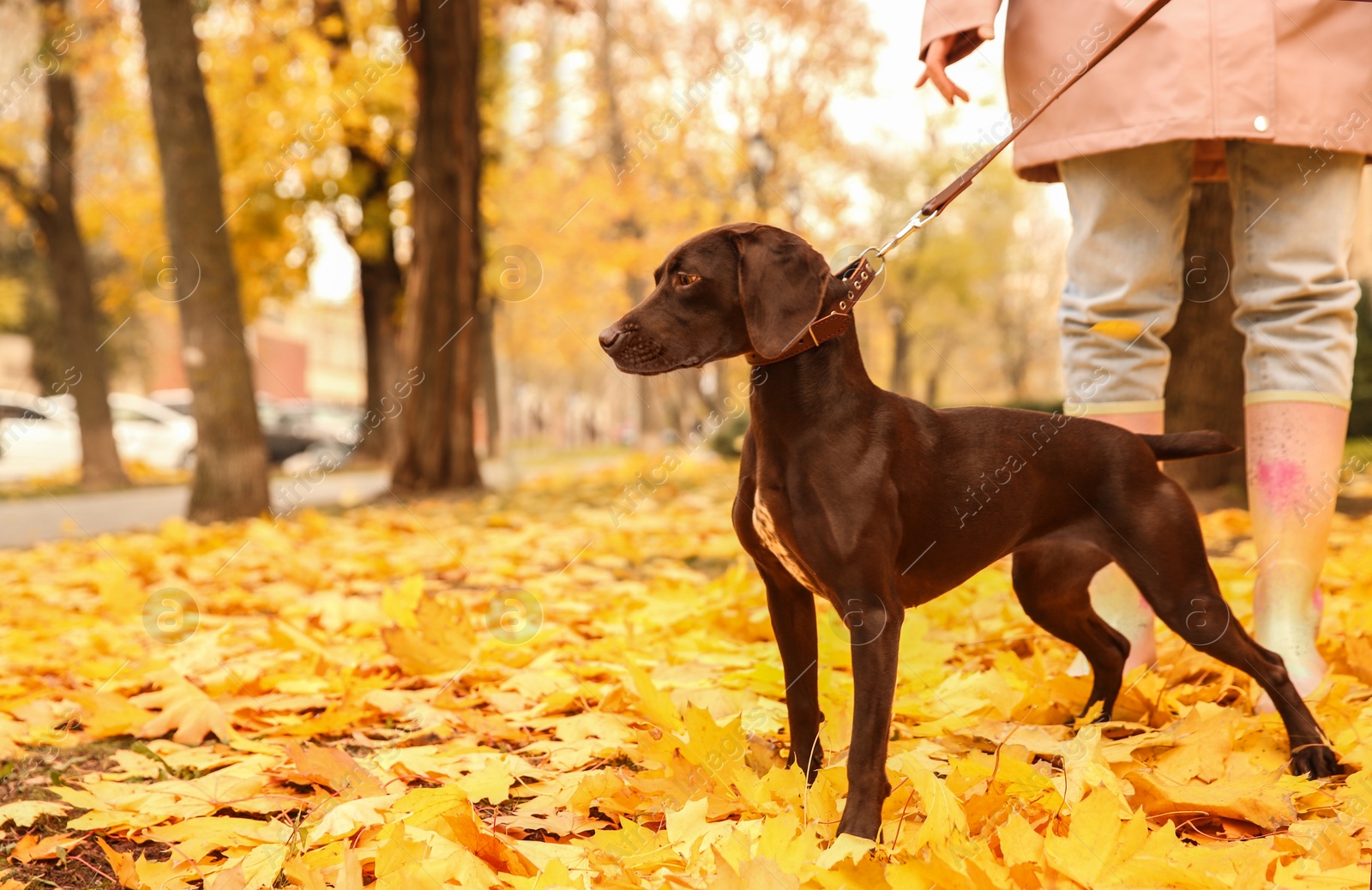 Photo of Woman with cute German Shorthaired Pointer in park on autumn day