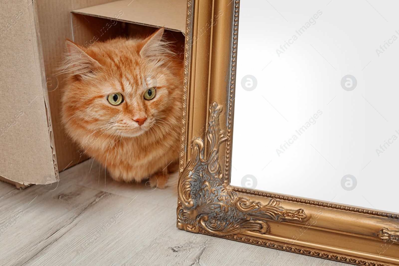 Photo of Adorable red cat climbing out of cardboard box indoors