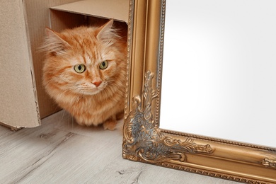 Adorable red cat climbing out of cardboard box indoors