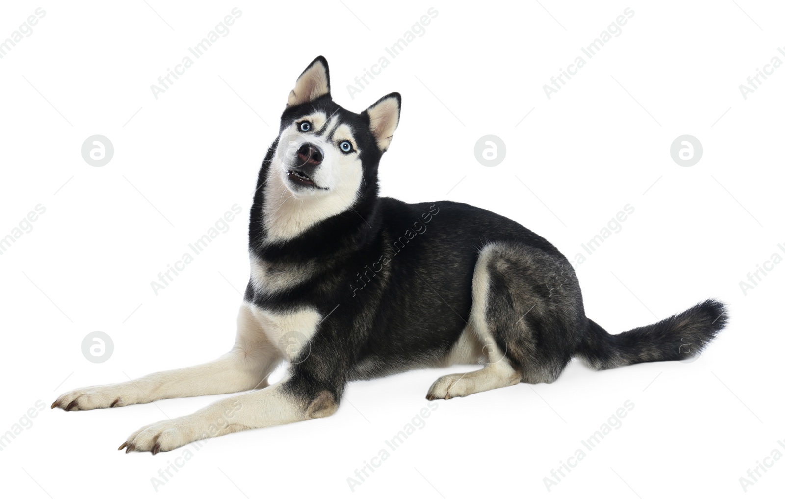 Photo of Cute Siberian Husky dog isolated on white