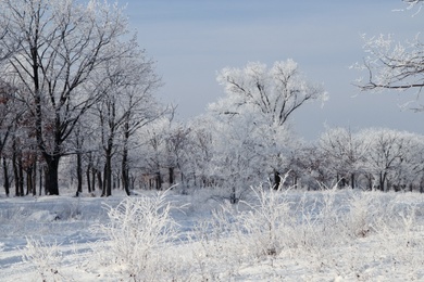 Photo of Plants covered with hoarfrost outdoors on winter morning