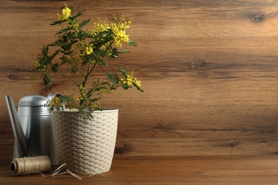 Photo of Composition with beautiful mimosa plant in pot on wooden background, space for text