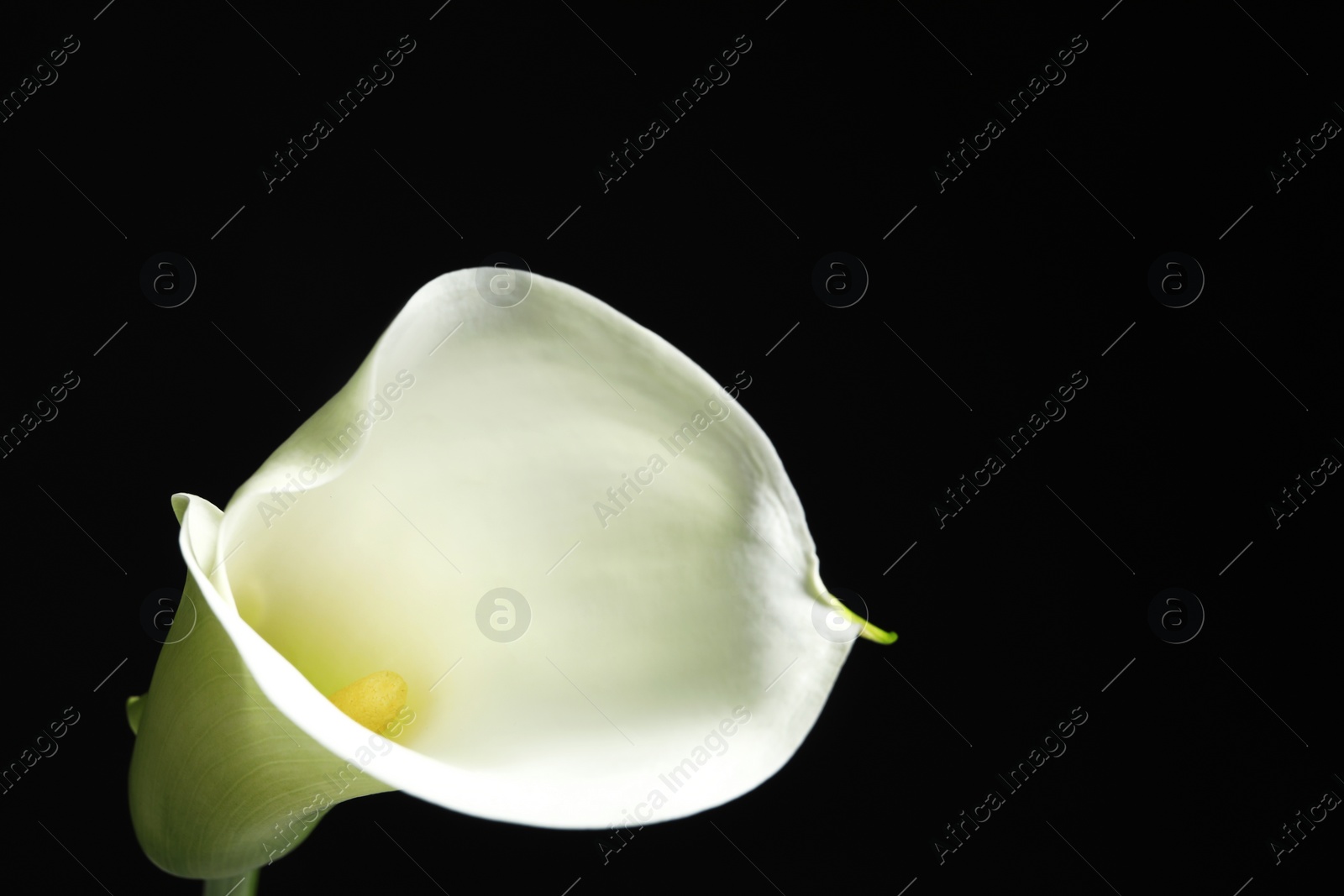 Photo of Beautiful calla lily flower on black background, closeup