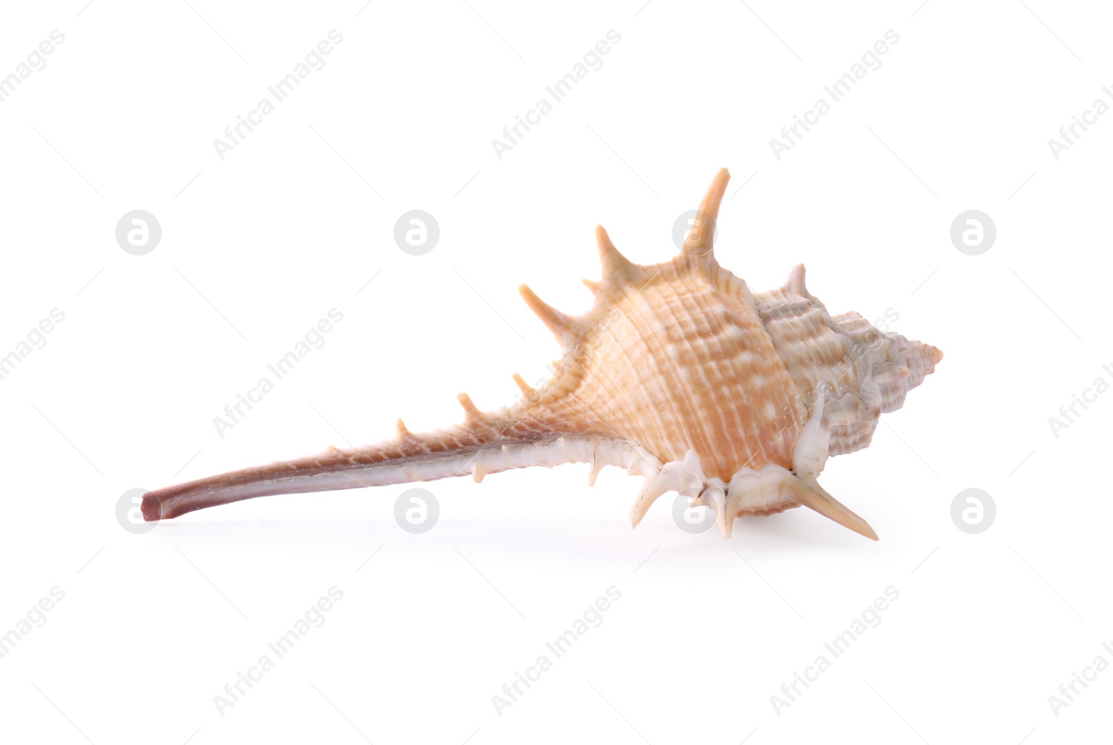 Photo of Beautiful exotic sea shell isolated on white