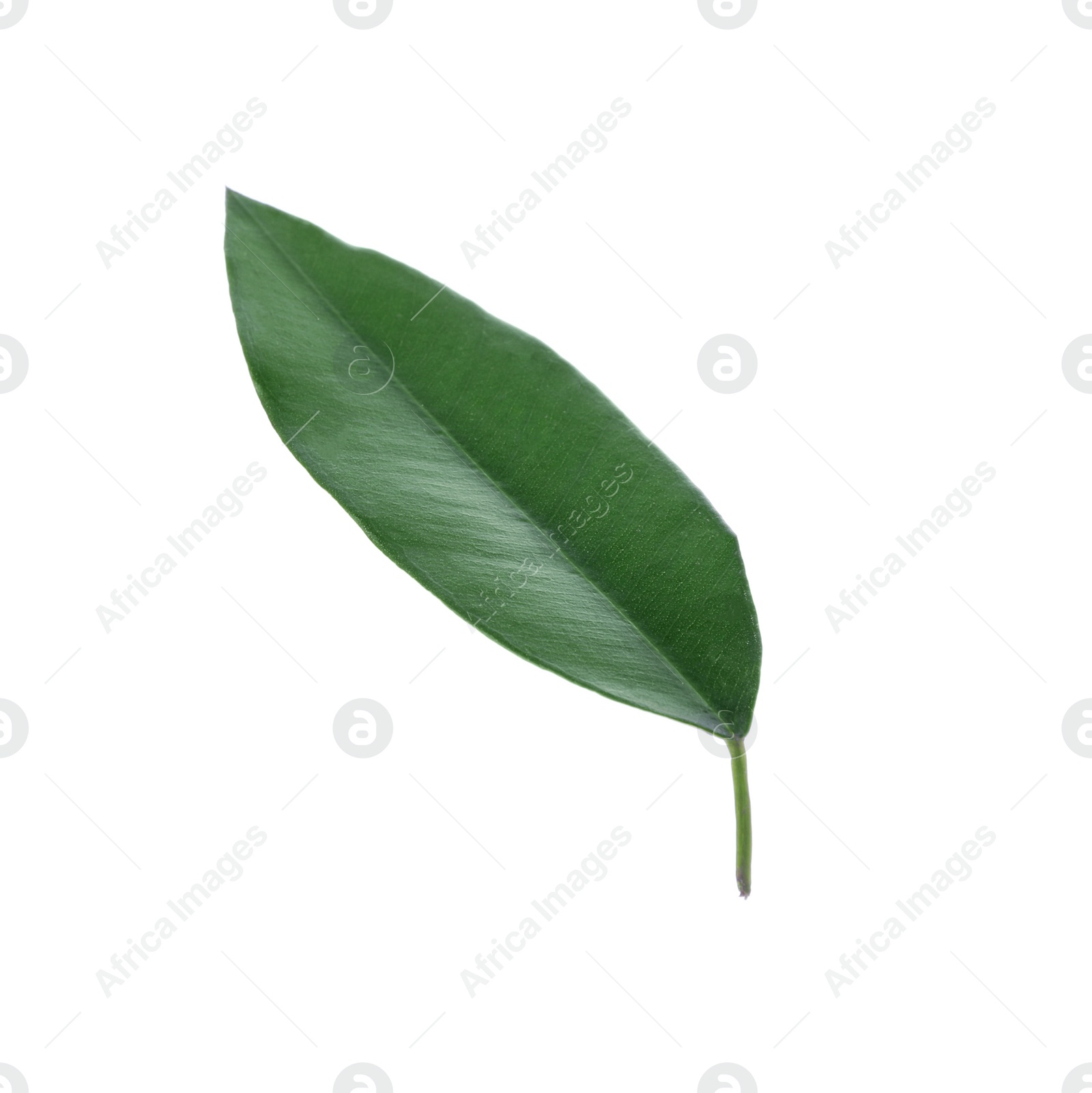 Photo of Fresh green orange leaf isolated on white