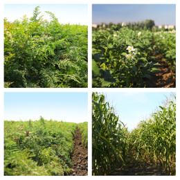 Image of Collage with photos of fields on sunny day. Agriculture