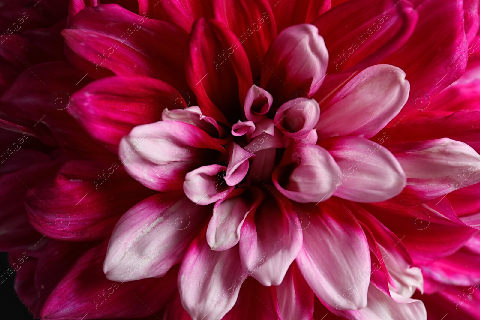 Photo of Beautiful blooming dahlia flower as background, closeup