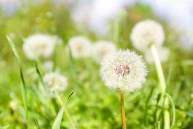 Photo of Closeup view of dandelion on green meadow, space for text. Allergy trigger