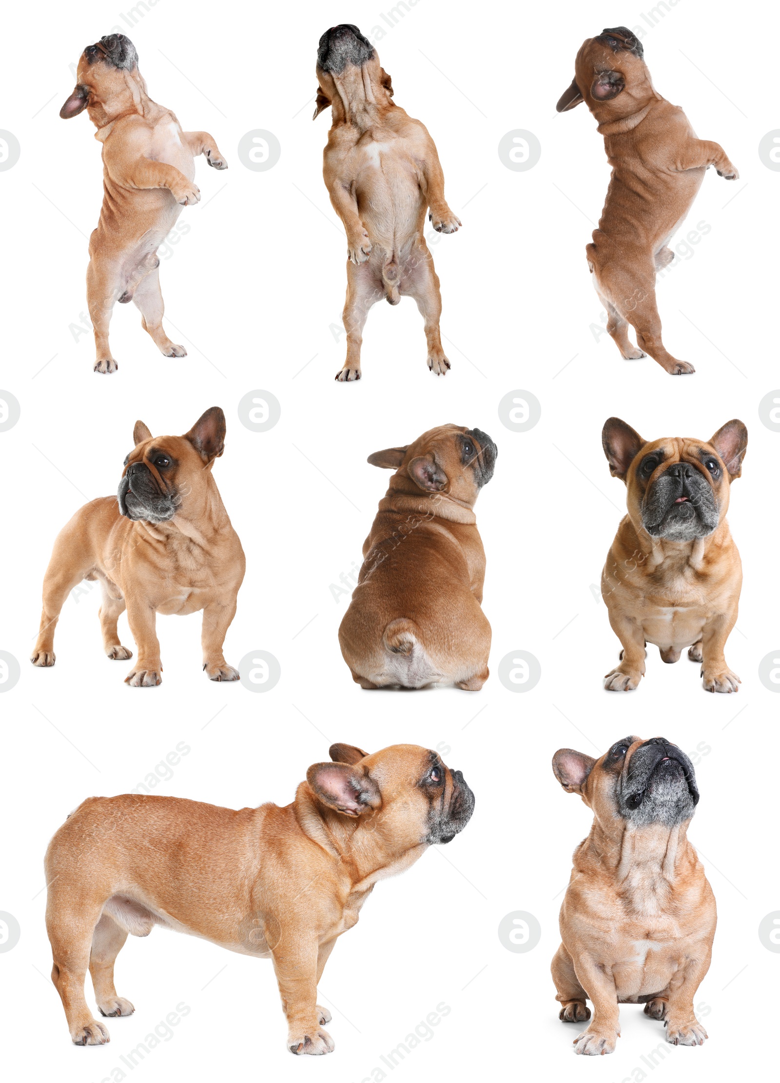 Image of Collage with photos of cute dog on white background