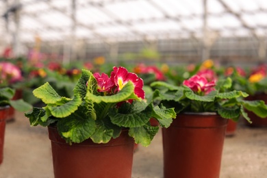 Potted blooming flowers on table in greenhouse, space for text. Home gardening