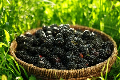Photo of Wicker bowl with tasty ripe blackberries on green grass outdoors, closeup