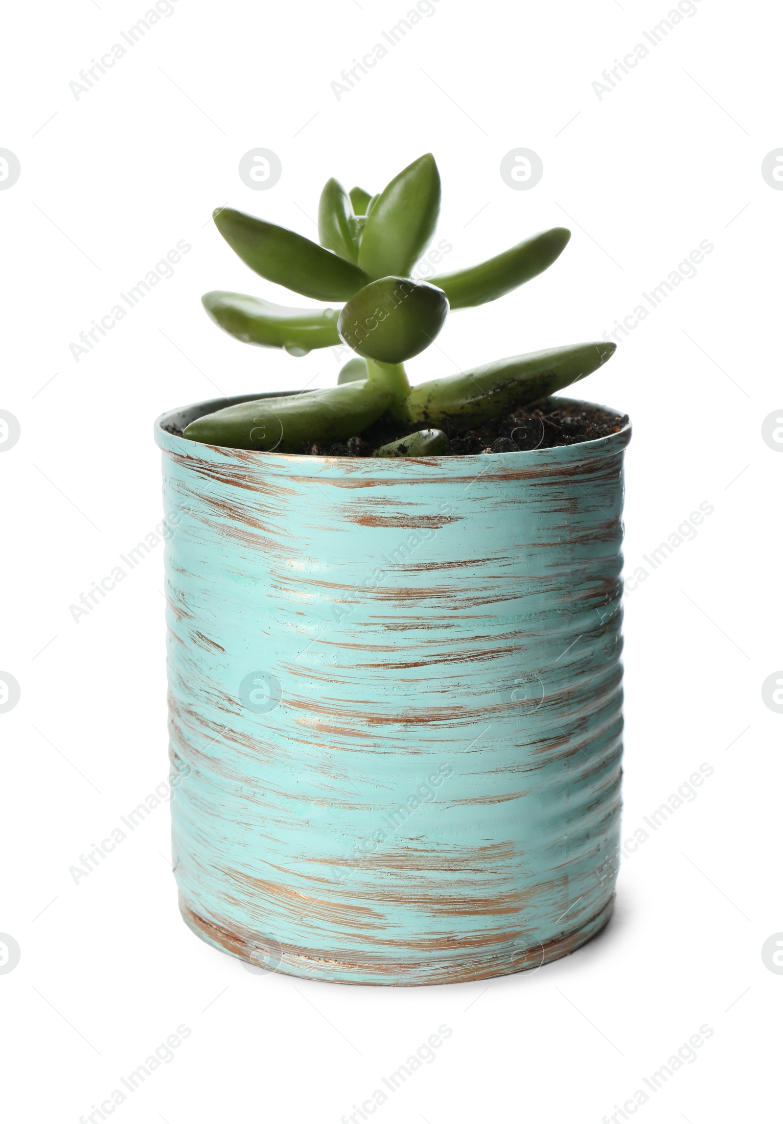 Photo of Beautiful succulent plant in painted tin can isolated on white. Home decor