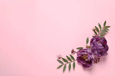 Floral composition with beautiful flowers on pink background, flat lay. Space for text