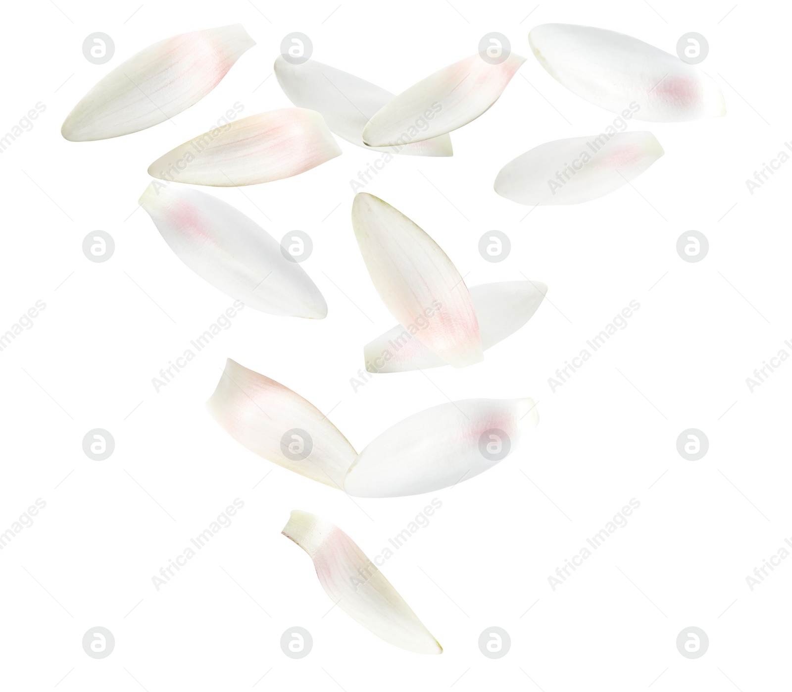 Image of Beautiful lotus flower petals falling on white background 