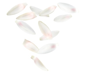 Image of Beautiful lotus flower petals falling on white background 