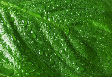 Photo of Macro view of water drops on green leaf