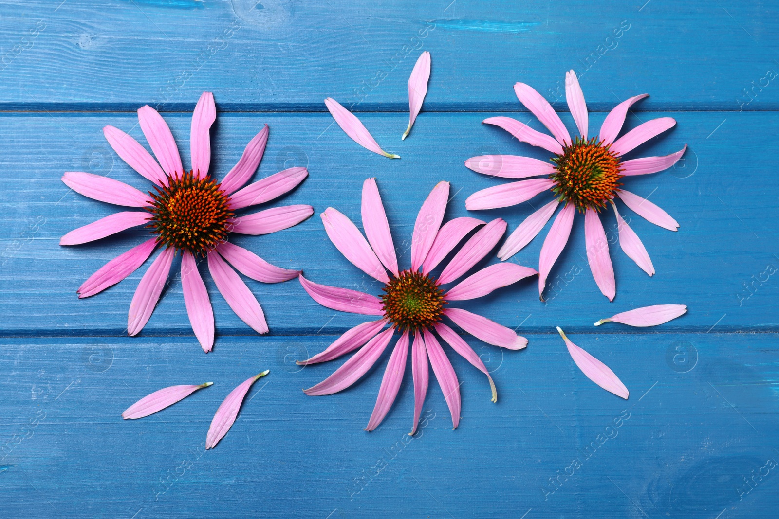 Photo of Beautiful echinacea flowers on blue wooden table, flat lay