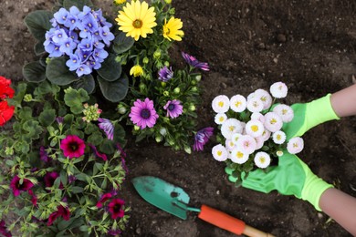Woman in gardening gloves planting beautiful blooming flowers outdoors, top view