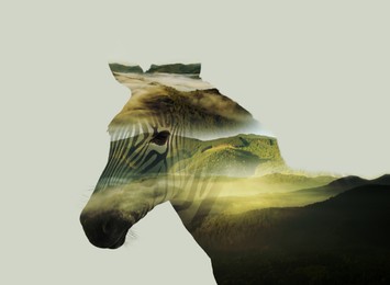Image of Double exposure of zebra and misty mountains